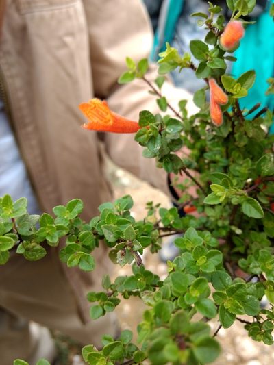 Clinopodium mexicanum, photographed by Diana Fuentes