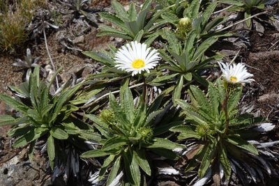 Celmisia densiflora, photographed by John Barkla