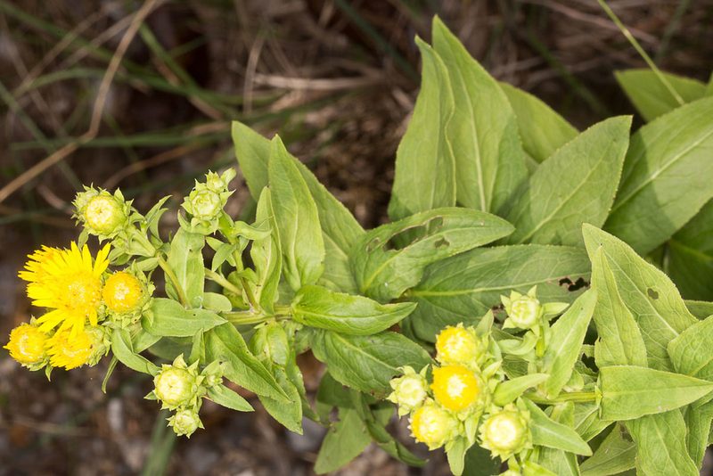 Pentanema spiraeifolium, photographed by Drepanostoma