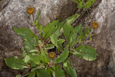 Buphthalmum speciosissimum, photographed by Drepanostoma