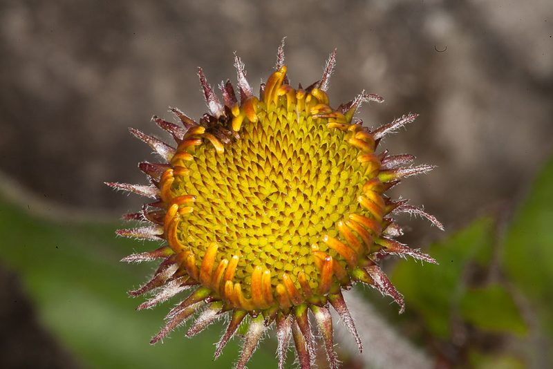Buphthalmum speciosissimum, photographed by Drepanostoma