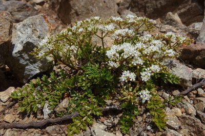 Gingidia decipiens, photographed by John Barkla