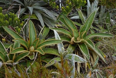 Celmisia traversii, photographed by John Barkla