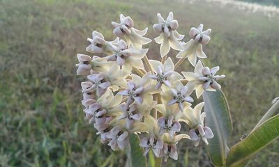 Asclepias glaucescens, photographed by Andy Vaughan