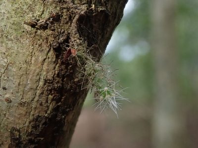 Pfeiffera ianthothele, photographed by Nolan Exe