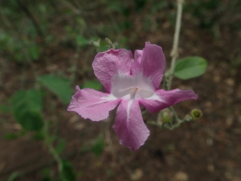 Tanaecium dichotomum, photographed by Nolan Exe
