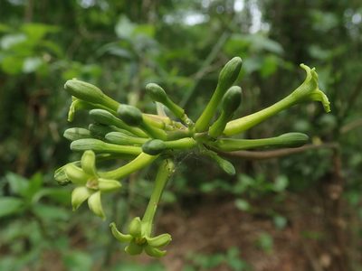 Vasconcellea quercifolia, photographed by Nolan Exe