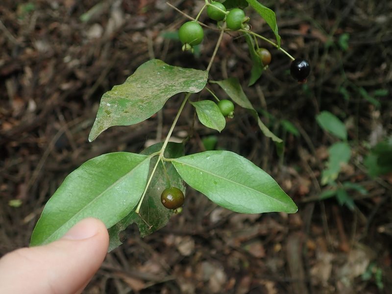 Myrcianthes pseudomato, photographed by Nolan Exe