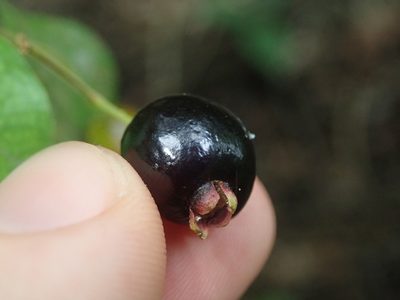 Myrcianthes pseudomato, photographed by Nolan Exe