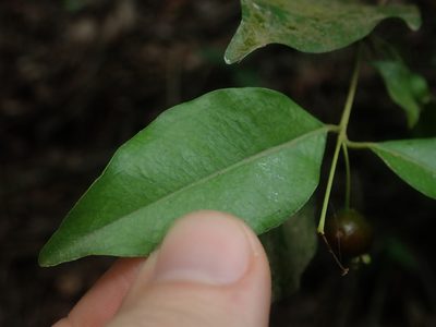 Myrcianthes pseudomato, photographed by Nolan Exe
