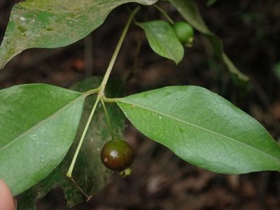 Myrcianthes pseudomato, photographed by Nolan Exe