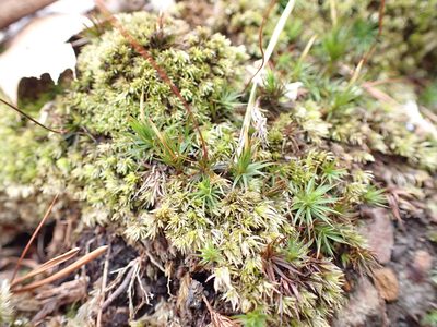 Polytrichum ohioense, photographed by John Abrams