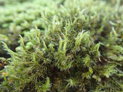 Bucklandiella heterosticha, photographed by Randal