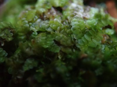 Calypogeia muelleriana, photographed by Randal