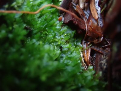 Riccardia latifrons, photographed by Randal
