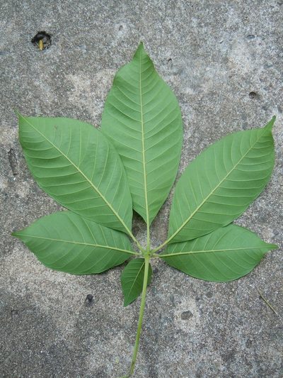 Vitex cymosa, photographed by Alfredo F. Fuentes Claros