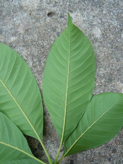 Vitex cymosa, photographed by Alfredo F. Fuentes Claros