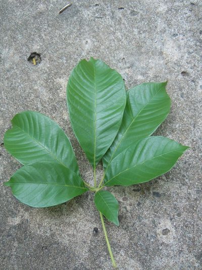 Vitex cymosa, photographed by Alfredo F. Fuentes Claros