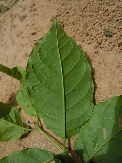 Campomanesia xanthocarpa, photographed by Alfredo F. Fuentes Claros