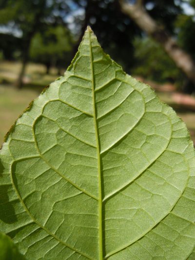 Campomanesia xanthocarpa, photographed by Alfredo F. Fuentes Claros