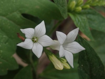 Spigelia humboldtiana, photographed by Nolan Exe