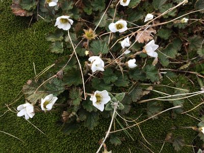 Geum uniflorum, photographed by Leon Billows