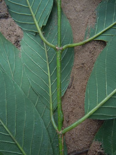 Rhamnidium elaeocarpum, photographed by Alfredo F. Fuentes Claros