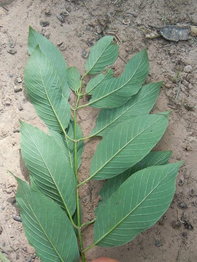 Rhamnidium elaeocarpum, photographed by Alfredo F. Fuentes Claros