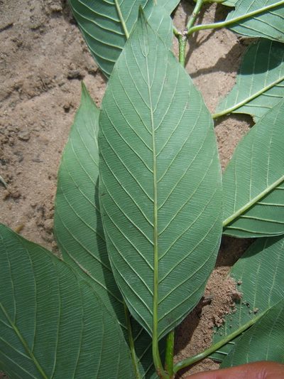 Rhamnidium elaeocarpum, photographed by Alfredo F. Fuentes Claros