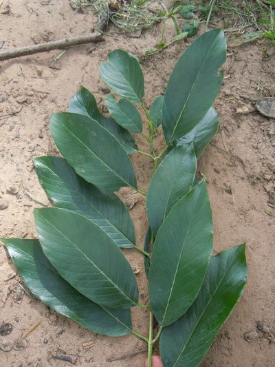 Rhamnidium elaeocarpum, photographed by Alfredo F. Fuentes Claros