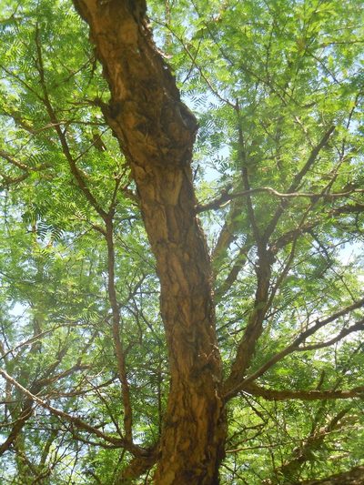 Vachellia albicorticata, photographed by Alfredo F. Fuentes Claros