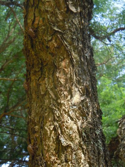 Vachellia albicorticata, photographed by Alfredo F. Fuentes Claros
