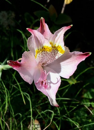 Alstroemeria hookeri, photographed by desertnaturalist