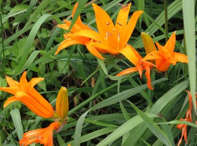 Hemerocallis middendorffii, photographed by Repina Tatyana
