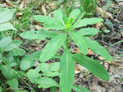Euphorbia lucorum, photographed by Repina Tatyana