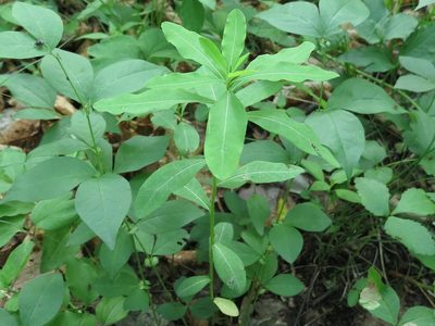 Euphorbia lucorum, photographed by Repina Tatyana
