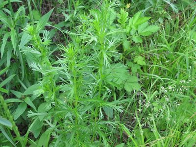 Artemisia manshurica, photographed by Repina Tatyana