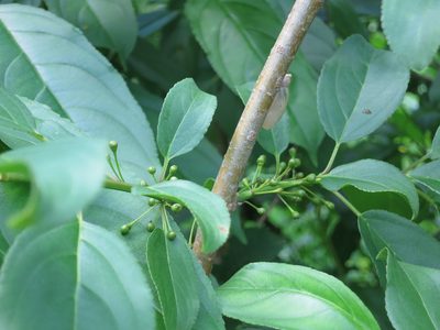 Rhamnus ussuriensis, photographed by Repina Tatyana