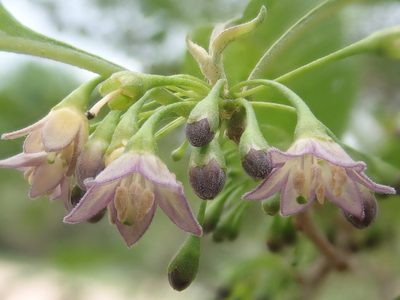 Vassobia breviflora, photographed by Nolan Exe