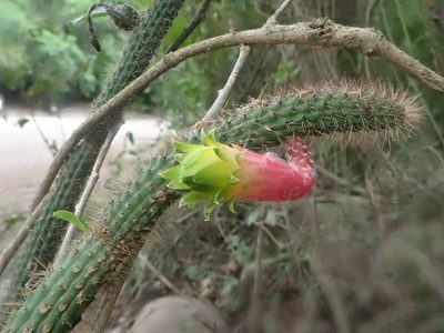 Cleistocactus smaragdiflorus, photographed by Nolan Exe