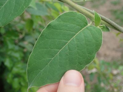 Myriopus salzmannii, photographed by Nolan Exe