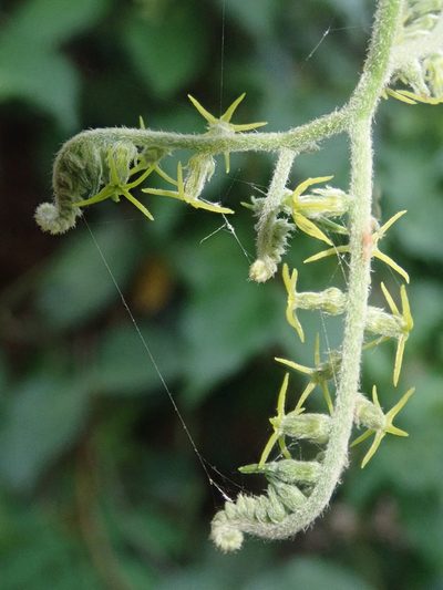 Myriopus salzmannii, photographed by Nolan Exe