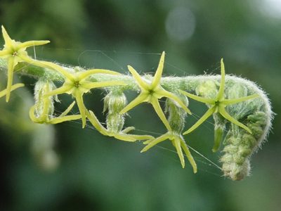 Myriopus salzmannii, photographed by Nolan Exe