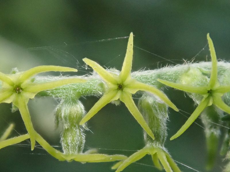 Myriopus salzmannii, photographed by Nolan Exe