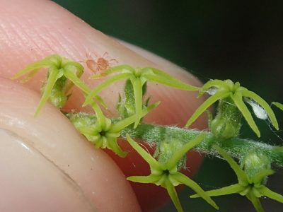 Myriopus salzmannii, photographed by Nolan Exe