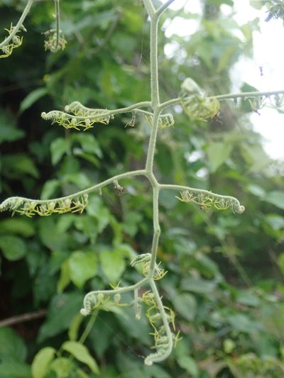 Myriopus salzmannii, photographed by Nolan Exe