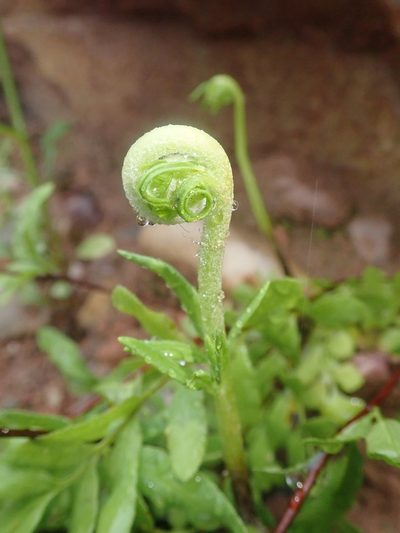 Pityrogramma trifoliata, photographed by Nolan Exe
