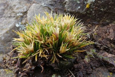 Colobanthus strictus, photographed by John Barkla