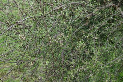 Olearia lineata, photographed by John Barkla