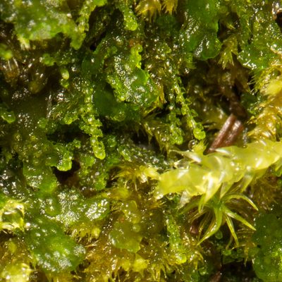 Cephaloziella turneri, photographed by Ken-ichi Ueda